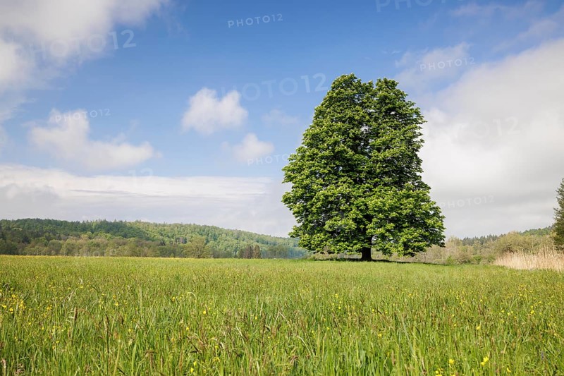 A lone tree, horse chestnut (Aesculus), stands on a green meadow under a clear blue sky and some clouds, Mindelsee, Allensbach, Baden-Württemberg, Germany, Europe