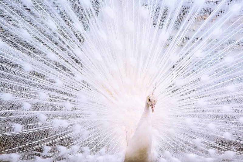 Portrait of the beautiful male white peacock with spread tail feathers
