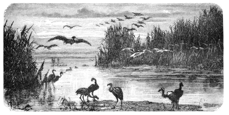 Swampland in Florida. Illustration originally published in Hesse-Warteggs Nord Amerika, swedish edition published in 1880. by the virtue of age