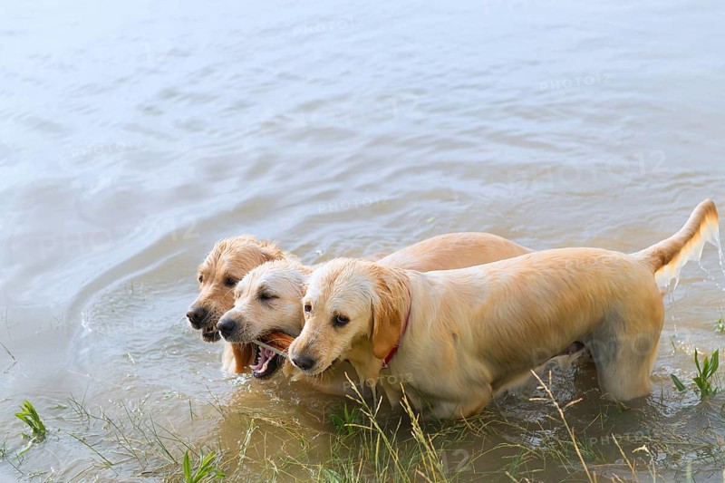 Swimming and playing labrador dogs