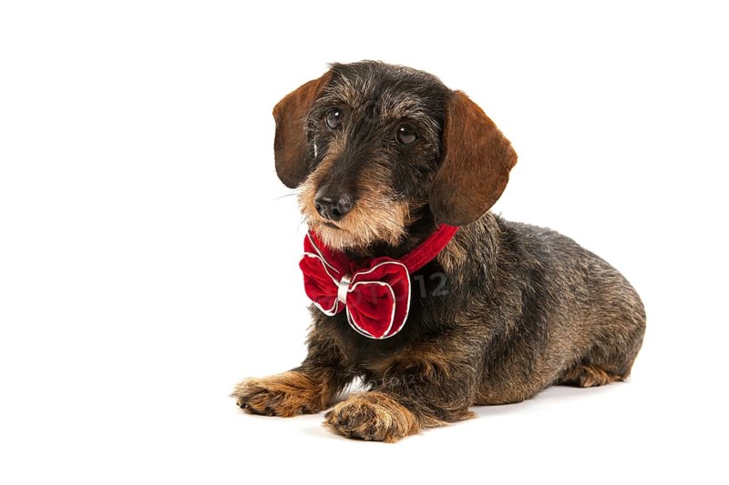 Wire haired dachshund with velvet Christmas bow isolated over white background