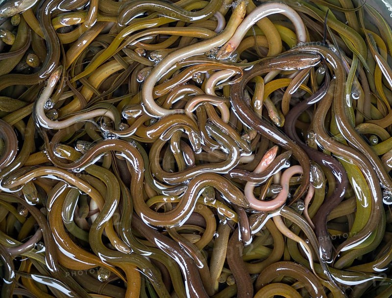 A lot of small eels in the basket in the local market, Thailand, Asia