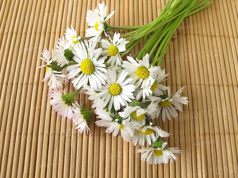 A bunch of daisies