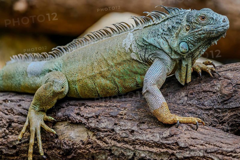 A Green iguana sits on a branch in Straubing Zoo, Lower Bavaria