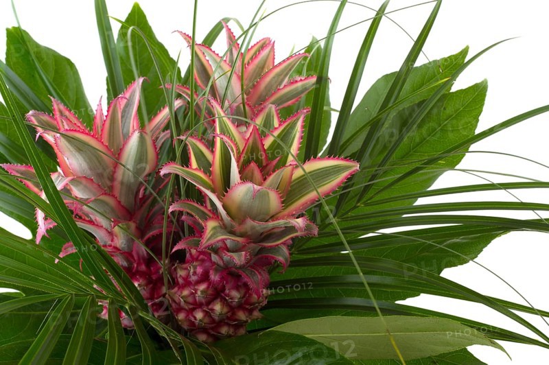 Pineapple fruit in bouquet with green leaves