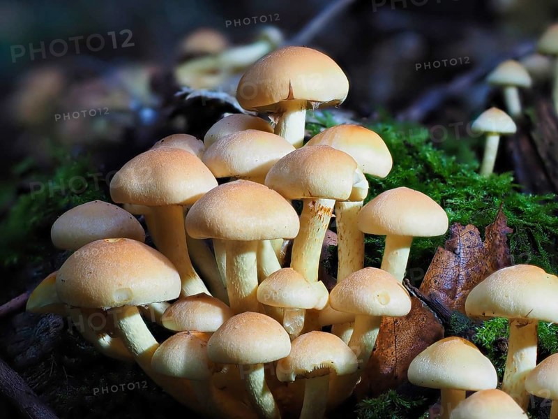 Mushroom sulphur heads (Hypholoma), blurred background, North Rhine-Westphalia, Germany, Europe