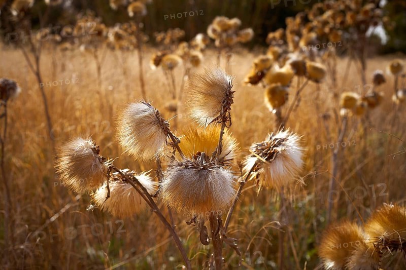 Dried thistle plant in golden meadow at mediterranean
