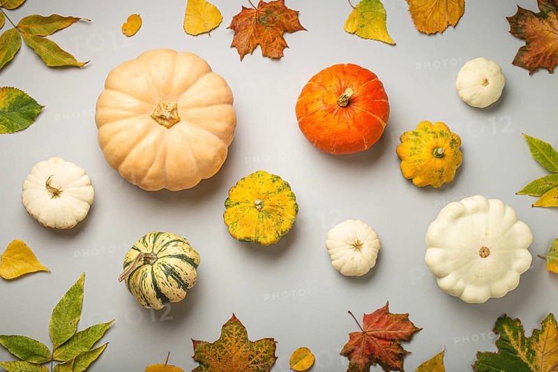 Thanksgiving or fall festive composition with different assorted pumpkins and autumn yellow leaves on light gray background top view, food photography, food photography