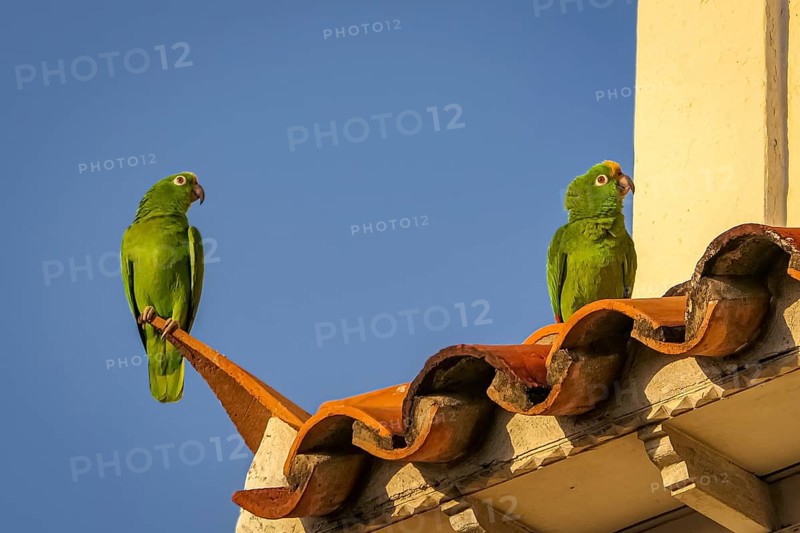 Two Yellow-crowned parrots sitting on red roof tiles against deep blue sky