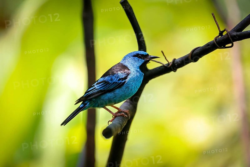 Blue Dacnis perched on a branch against defocused bright green background, Folha Seca, Brazil, South America