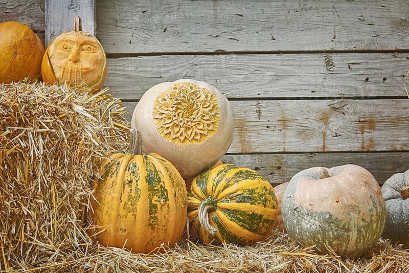 Pumpkins on a Hay against the Wooden Background Varna, Bulgaria, Europe