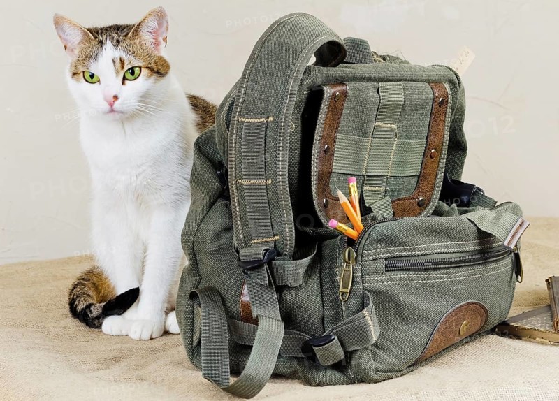 Cat and bag