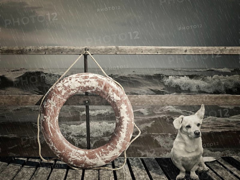 Dog and lifebuoy on the pier at the rain