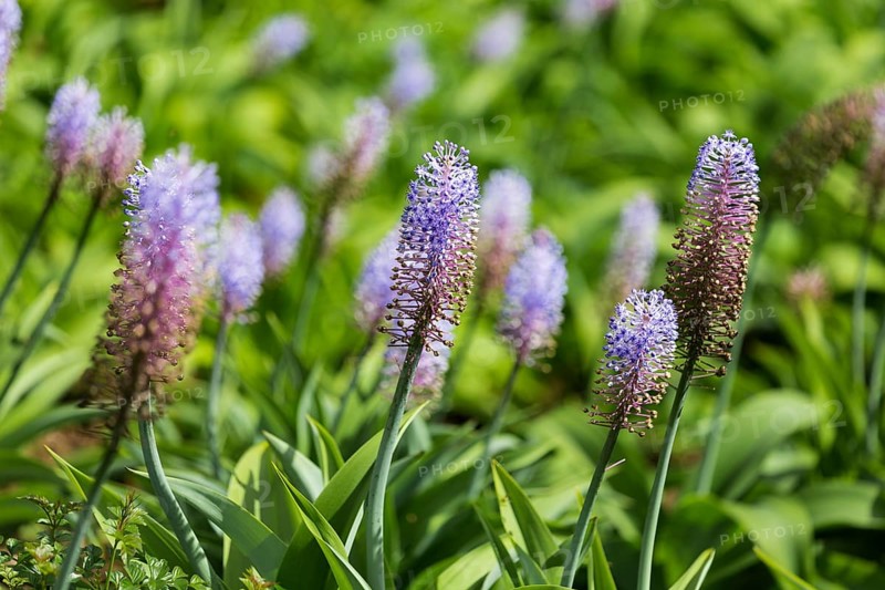 Blauer Ingwer, Dichorisandra thyrsiflora. Brasilien, Madeira, Funchal, Blue ginger, Flower of the Commelinaceae family originating in Brazil