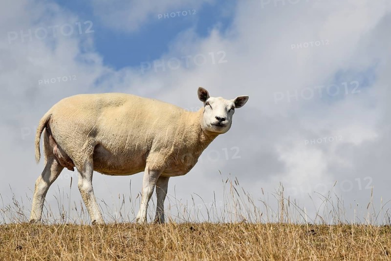 Texel, Netherlands. August 2022. A sheep on the dike on the island of Texel