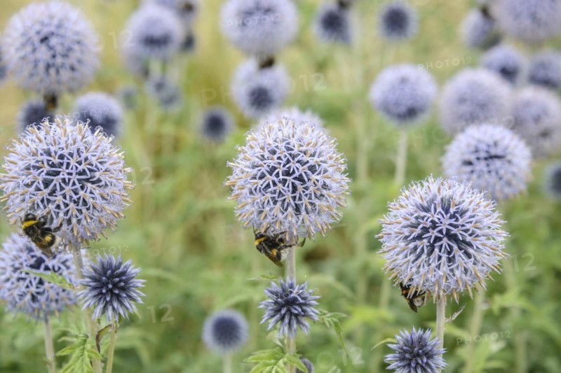 Banat globe thistle (Echinops bannaticus 'Taplow Blue'), Osnabrück University of Applied Sciences, Osnabrück, Lower Saxony, Germany, Europe