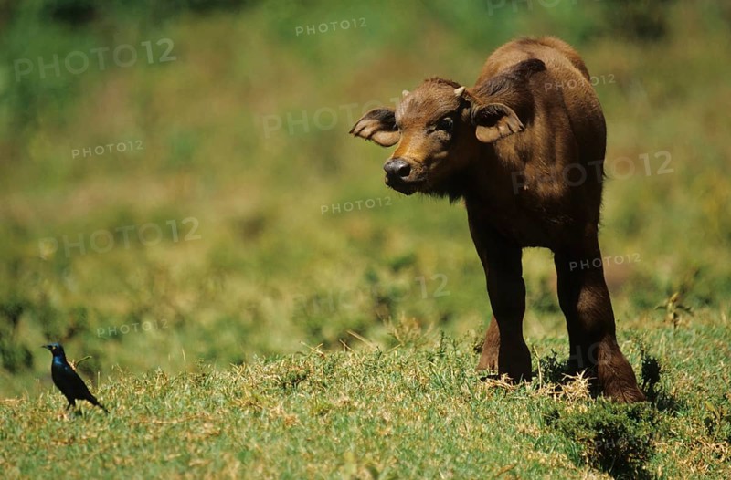 Cape buffalo with glossy starling (Syncerus caffer)