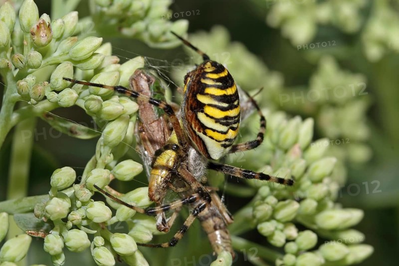 Zebra spider (Argiope bruennichi)