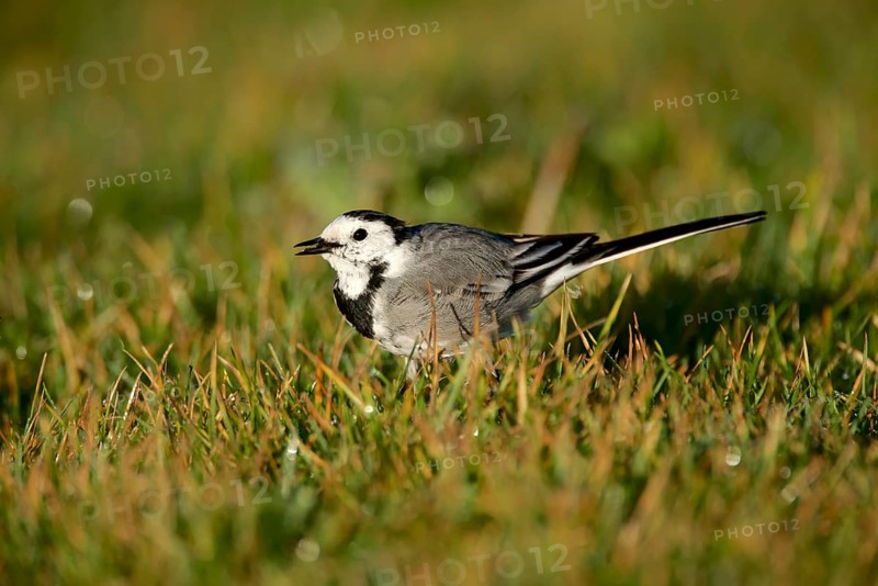 White wagtail (Motacilla alba)