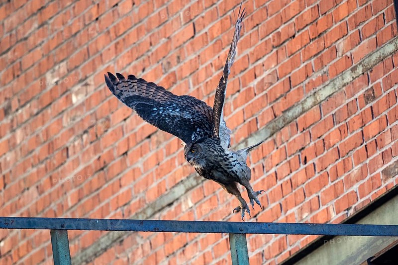 Flying eagle owl at dusk at Ewald colliery in front of bricks