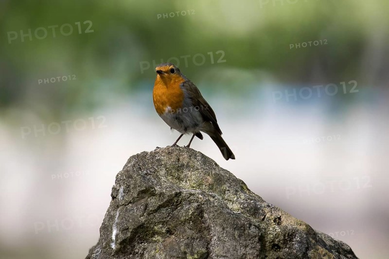 A robin sits on a cliff top