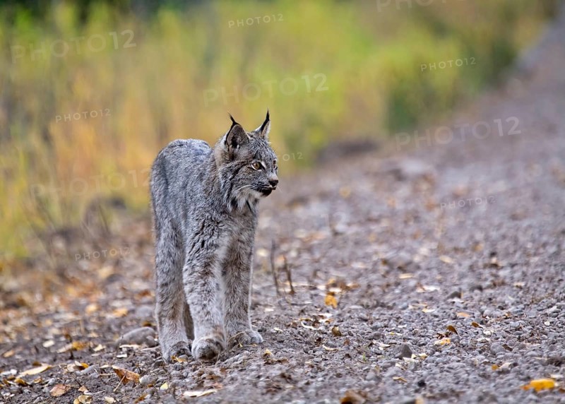 Rocky Mountain Lynx Alberta Canada Close young