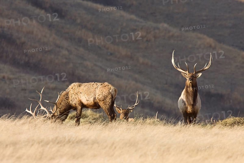 Bull Elk with antlers in Saskatchewan Canada