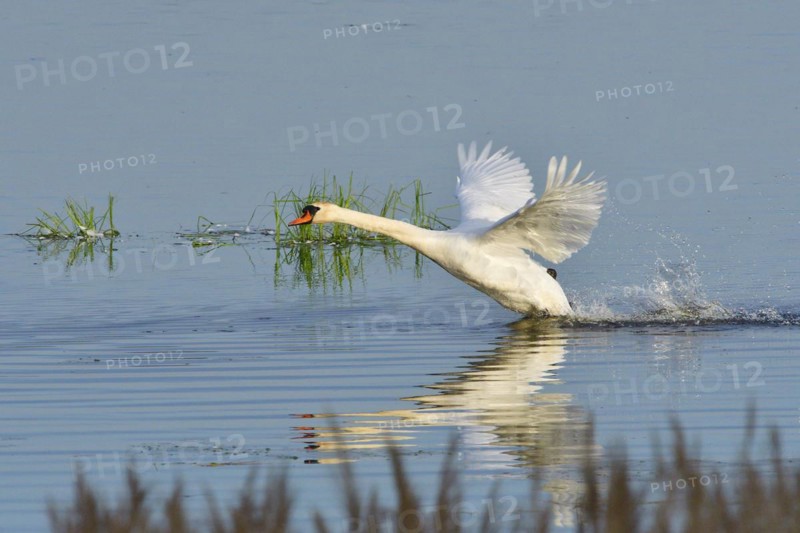 Mute Swan in territory battle in spring, Mute Swan during the breeding season
