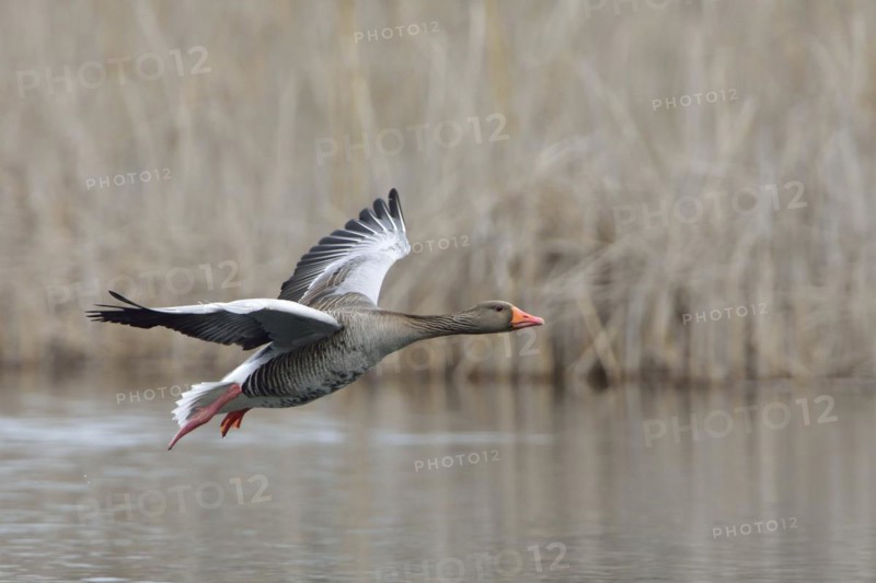 Greylag goose in flight