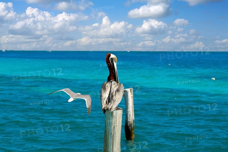 Caribbean Pelican on a beach pole in Mexico Riviera Maya
