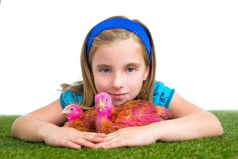 Breeder hens kid girl rancher farmer hug chicken chick white background