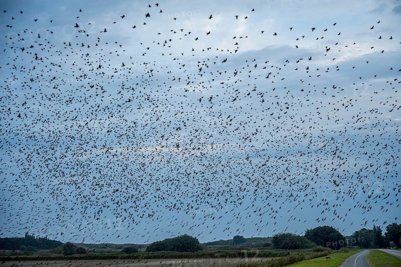 Dense flock of birds fills the sky over a rural road and green fields, starling flight at dusk on Texel, Starling, Sturnidae