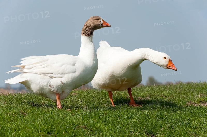Couple gooses in Dutch landscape near the river