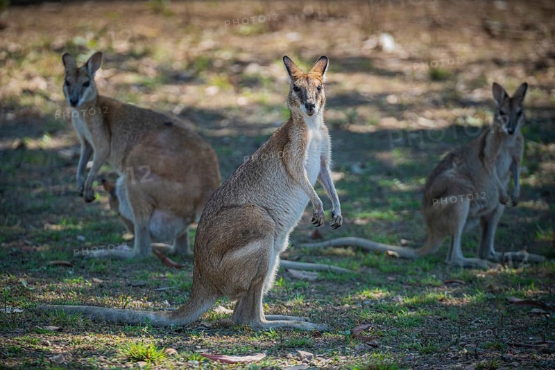 Agile Wallaby (Notamacropus agilis), Mary River National Park, Northern Territory, Australia, Oceania