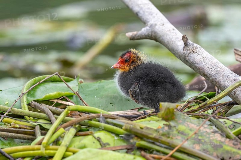 Eurasian Coot (Fulica atra) chicks waiting for food. Bas Rhin, Alsace, France, Europe