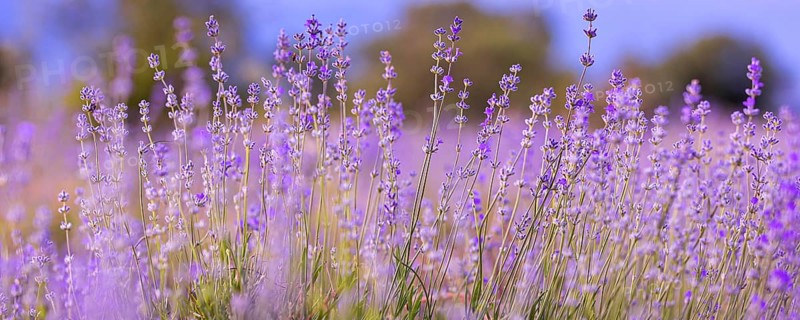 Lavender purple flowers close-up on sky background, summer field banner