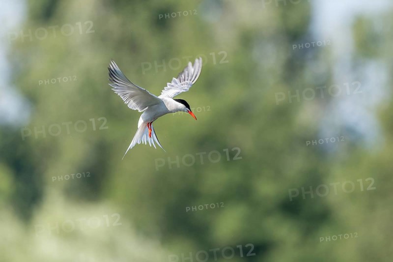 Common tern (Sterna hirundo) hovering over a marsh. Bas Rhin, Alsace, France, Europe