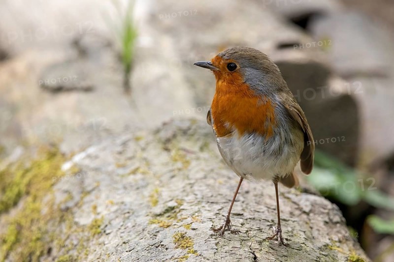Robin standing on a log in springtime