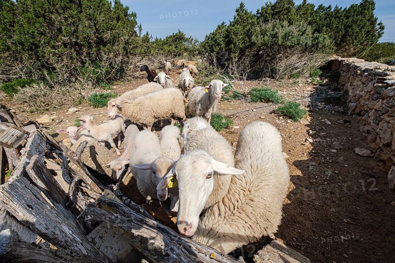 Flock of sheep in a field, Formentera, Pitiusas Islands, Balearic Community, Spain, Europe