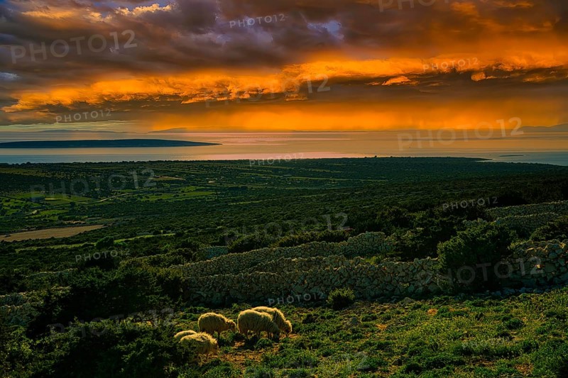 A peaceful rural landscape at sunset with sheep in a pasture and an orange sky, island of Pag, Dalmatia, Croatia, Europe