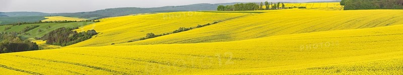 Panoramic view over the hills with the yellow rape fields from Moravia, Czech Republic, Europe