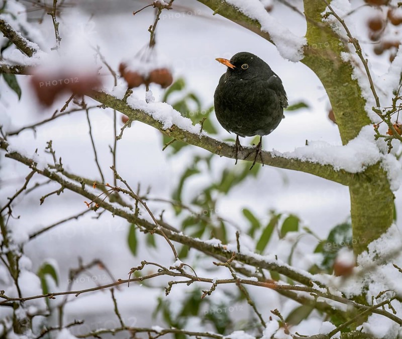 Closeup of a blackbird sitting in an apple tree