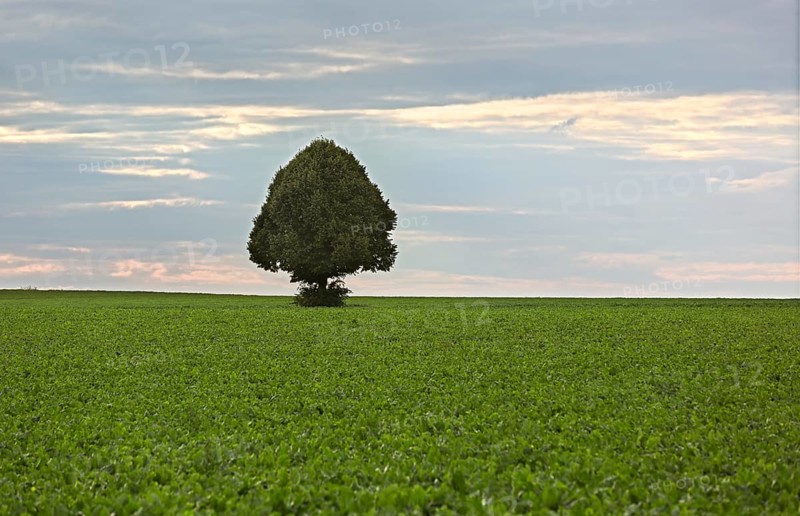 Lonely tree in field of sugar beets, Rhine-Hesse, Germany, Europe