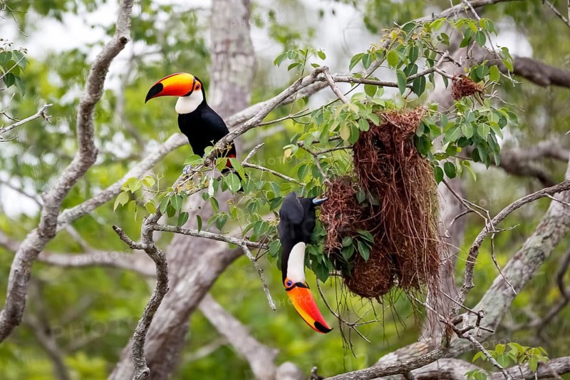 Close-up of two Toco Toucans plundering birds nest in a tree, one sitting, one hanging down, Pantanal Wetlands, Mato Grosso, Brazil, South America