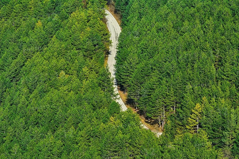 Road in the Coniferous Forest, Shumen, Bulgaria Shumen, Bulgaria, Europe