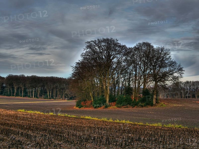 A bare grove on a wide harvested field under a cloudy sky, Reken, münsterland, germany