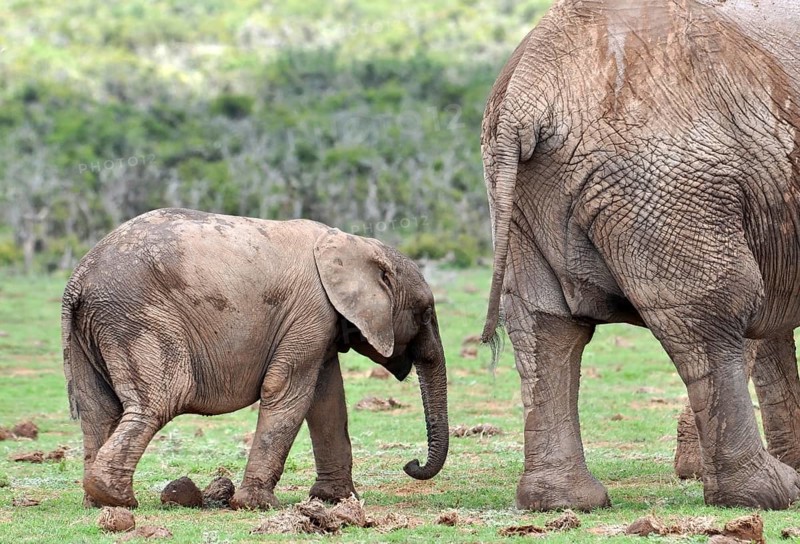 An African Elephant family in the Addo Elephant Park, South Africa, Africa