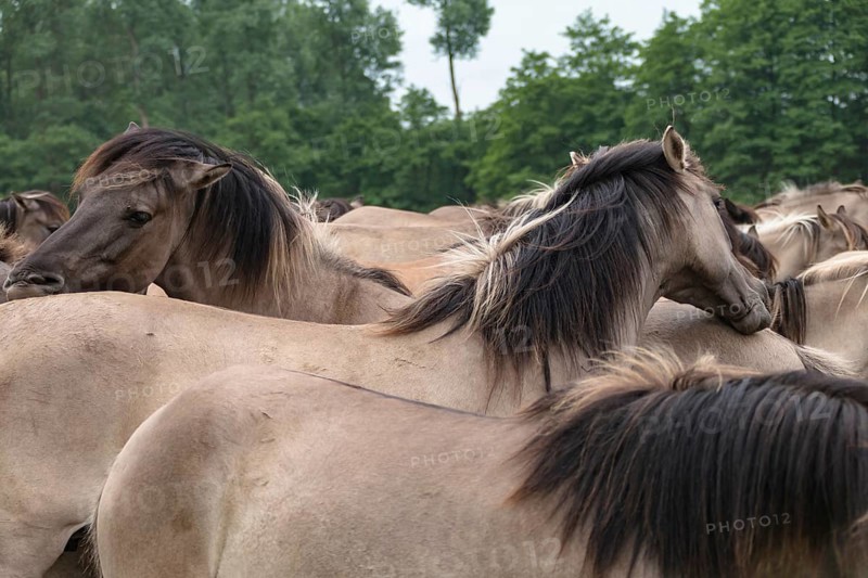 The Dülmen horses live wild near Dülmen, in the Merfelder Bruch nature reserve in North Rhine-Westphalia. The eel line on their backs is a typical feature of these wild horses. Wild live the Dülmen horses near Dülmen, in the nature reserve Merfelder Bruch, North Rhine-Westphalia. A characteristic feature of the wilds is the eel on the back