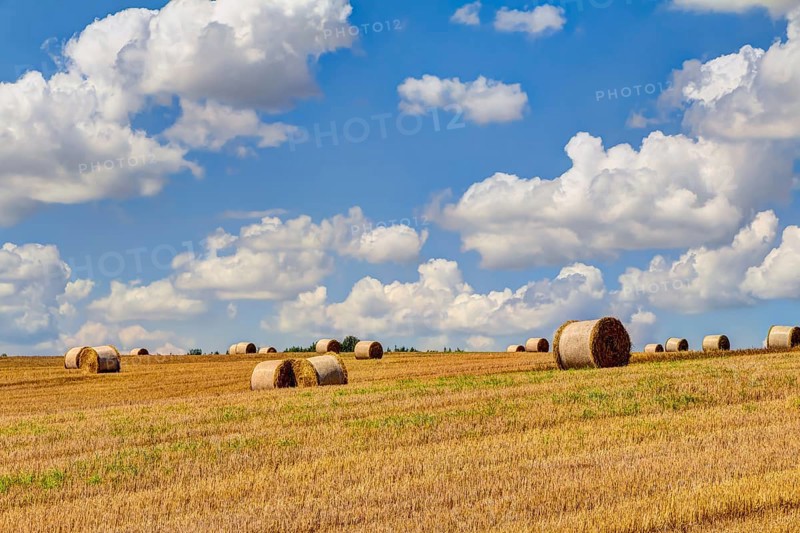 Straw bales at harvest time with blue sky and white clouds