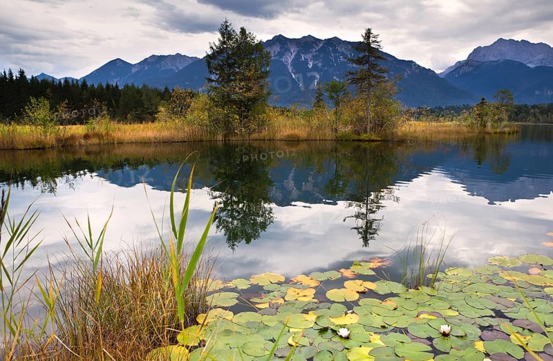 Wild water lily on Barmsee lake in Bavarian Alps